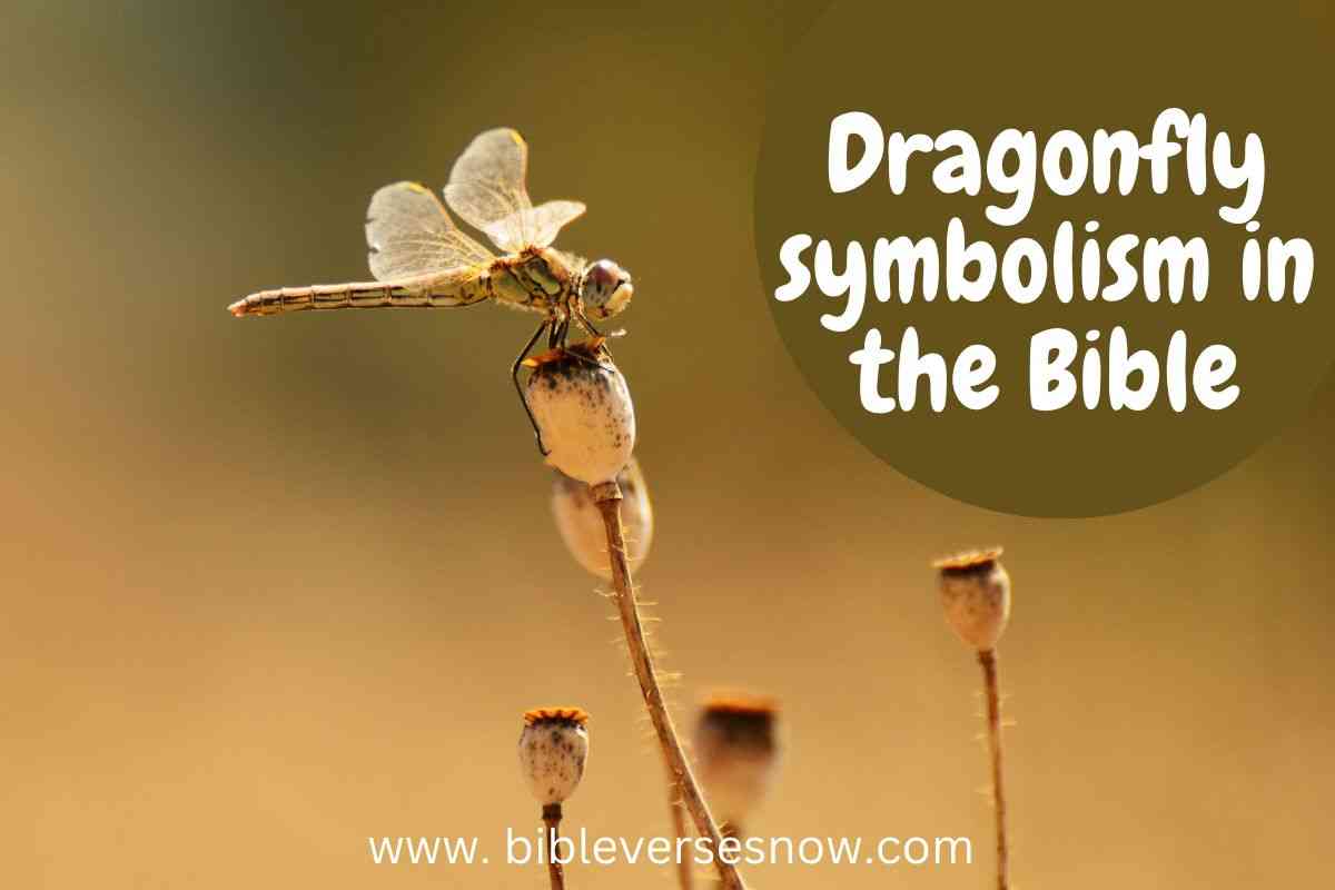 Dragonfly Symbolism In The Bible 9 Awesome Colors Meaning And 