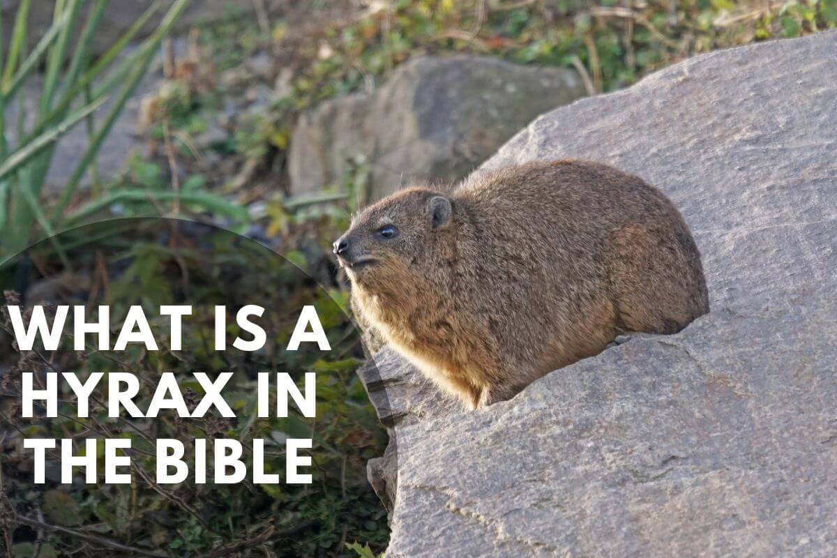 What Is A Hyrax In The Bible 5 Helpful Scriptures