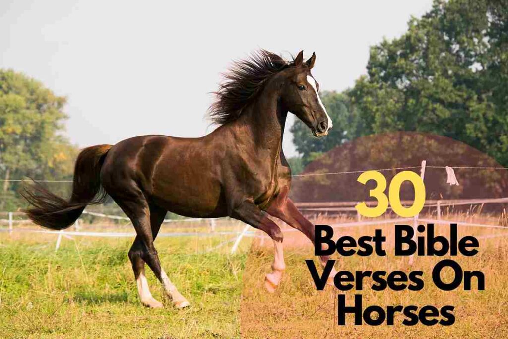 30 Best Bible Verses On Horses