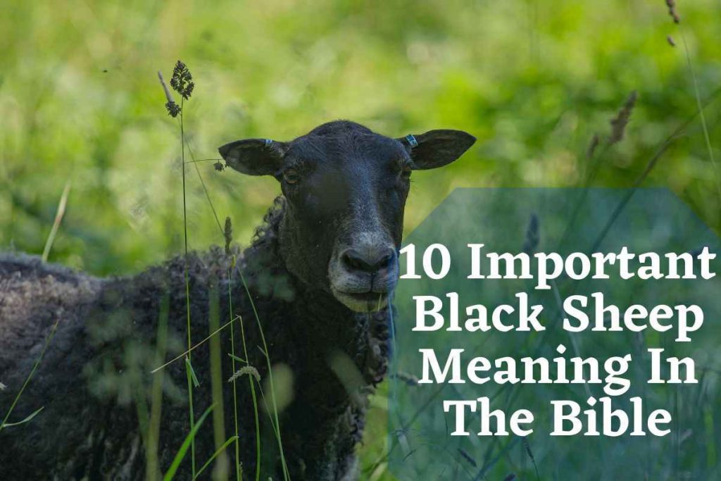 10-important-black-sheep-meaning-in-the-bible