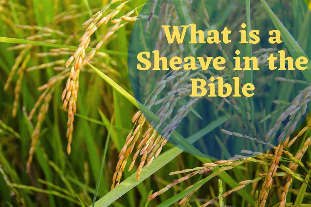 What Is A Sheave In The Bible 5 Important Explanation