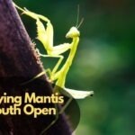 Praying Mantis Mouth Open